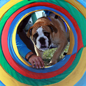 livedog_servizi
