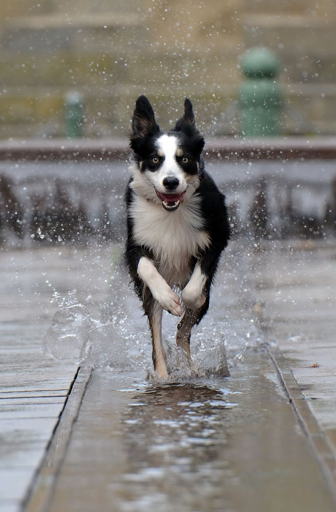 I corsi per cani e proprietari I corsi per cani e proprietari