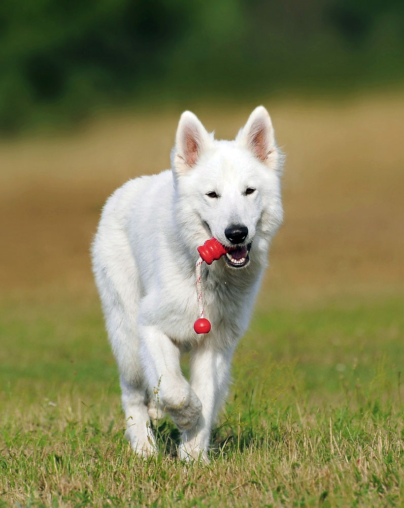 Partecipare alle attività cinofile LiveDog Partecipare alle attività cinofile LiveDog