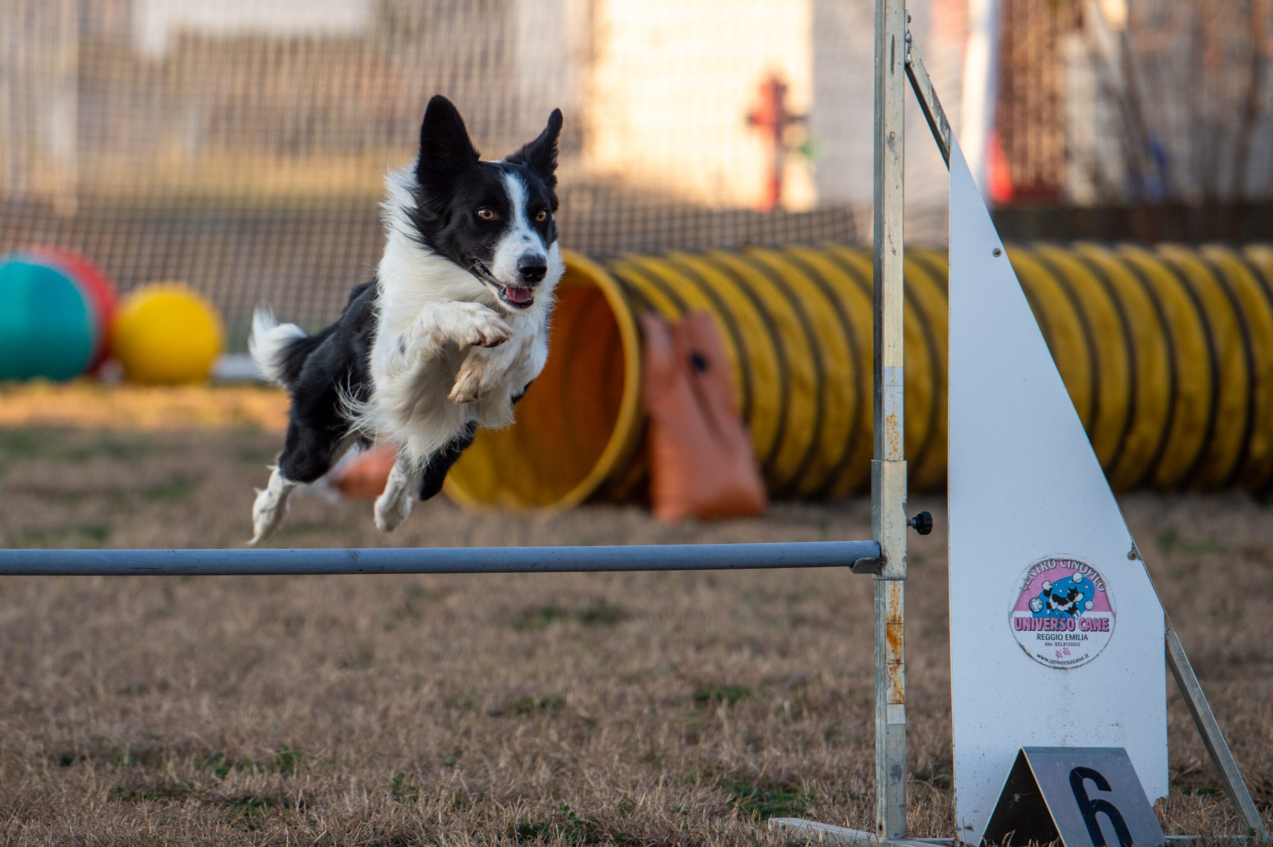 Scopri di più sull'articolo Partecipa con il tuo cane allo Stage LiveDog Agility con Andrea Di Clemente!