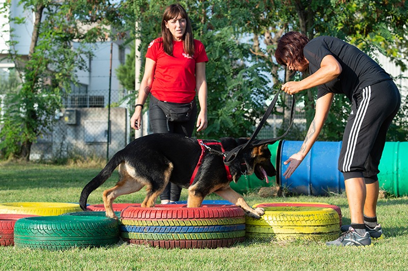 Una donna e un cane che giocano con i pneumatici in un parco.