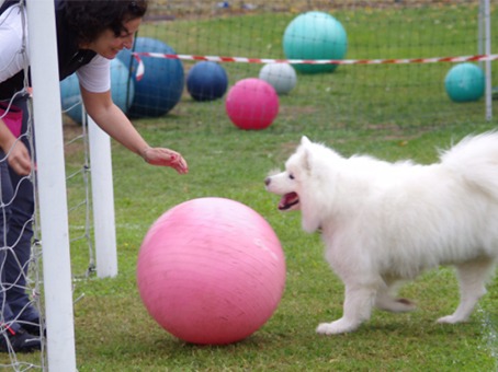 Scopri di più sull'articolo L’Addestramento del Cane alle Attività Sportive