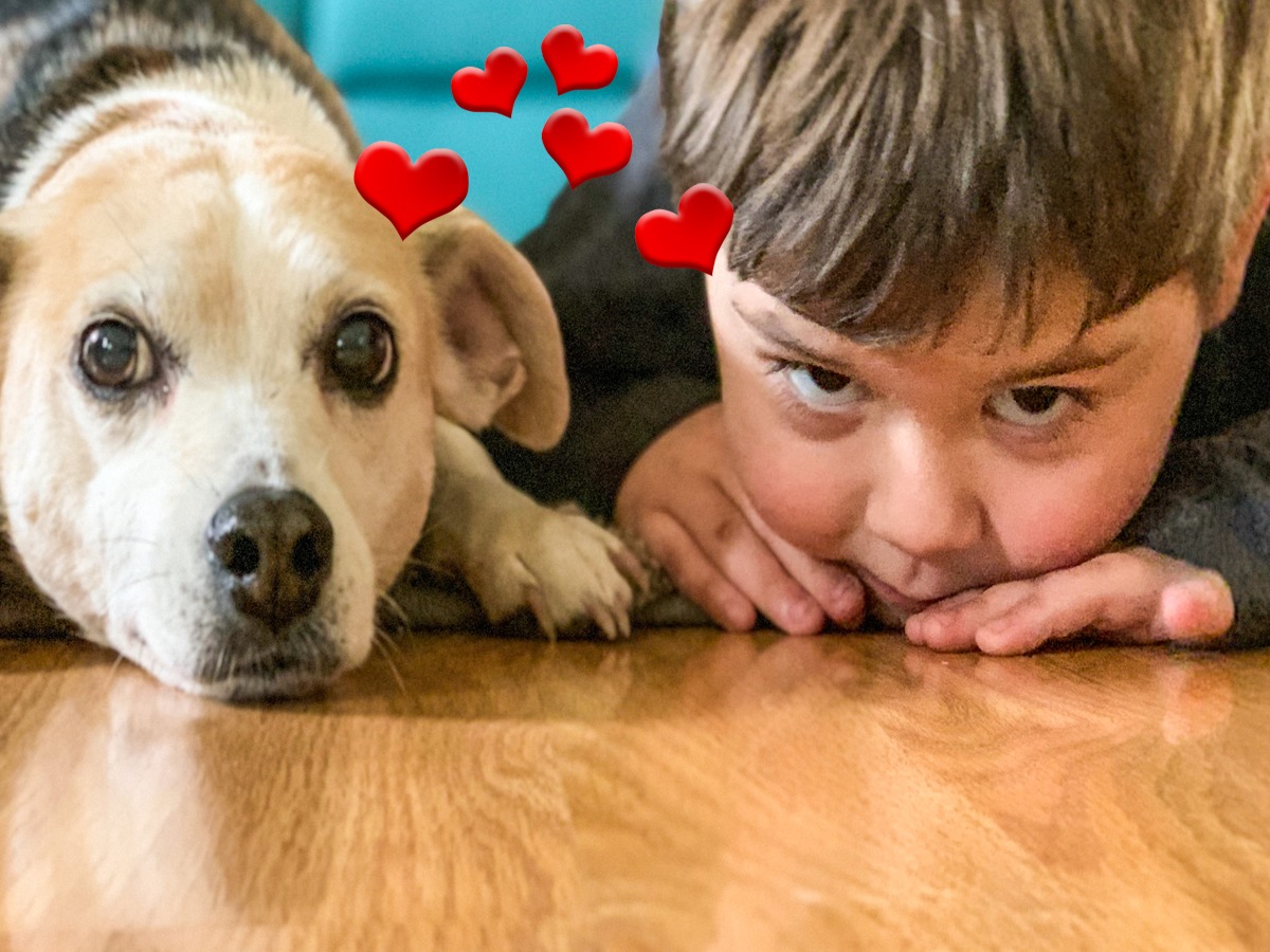 Scopri di più sull'articolo Cani e Bambini, tre semplici regole per una serena convivenza.