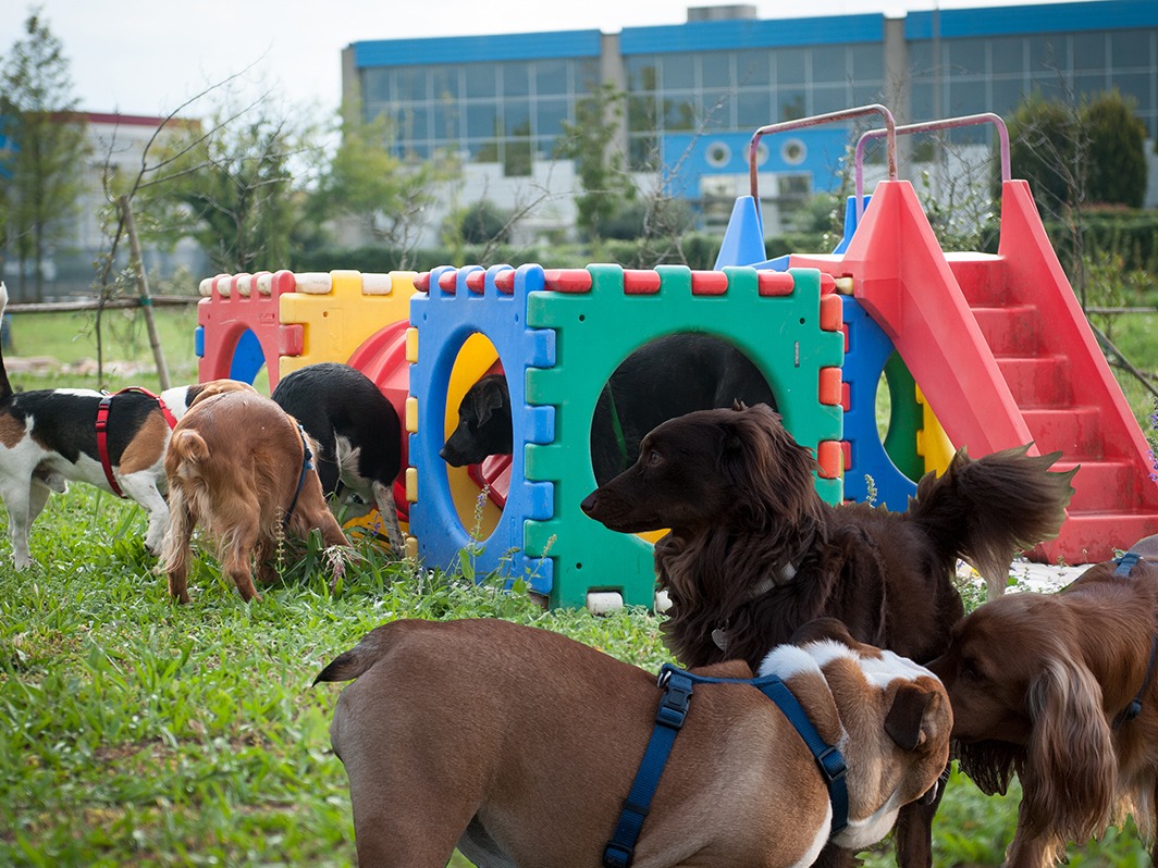 Al momento stai visualizzando Cosa Sono le Puppy Class e a cosa servono?