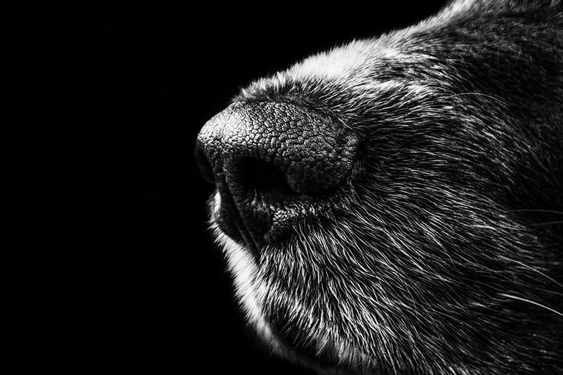 Una foto in bianco e nero del naso di un cane.