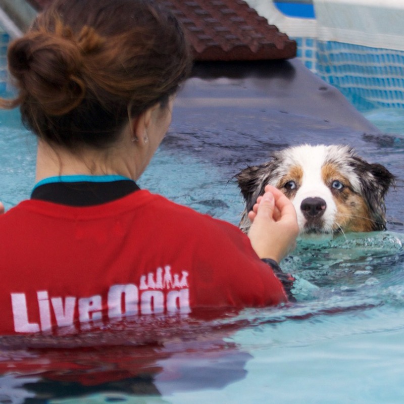 Una donna con una maglietta rossa tiene in braccio un cane nell'acqua.