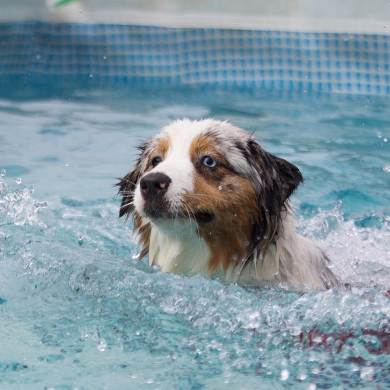 Un cane che nuota in una piscina.