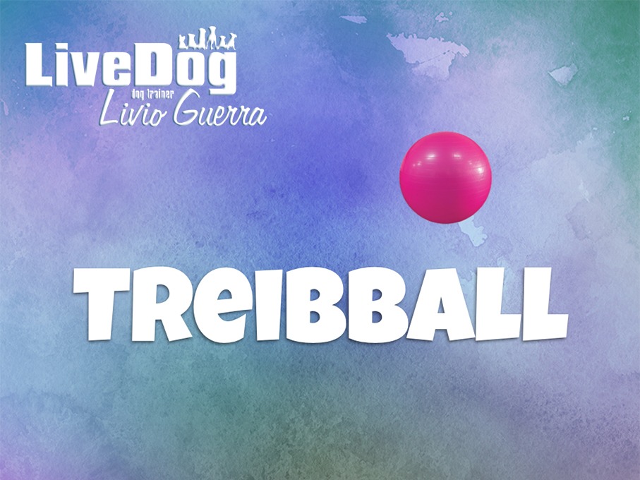 Al momento stai visualizzando Gara Precampionato Italiano Treibball