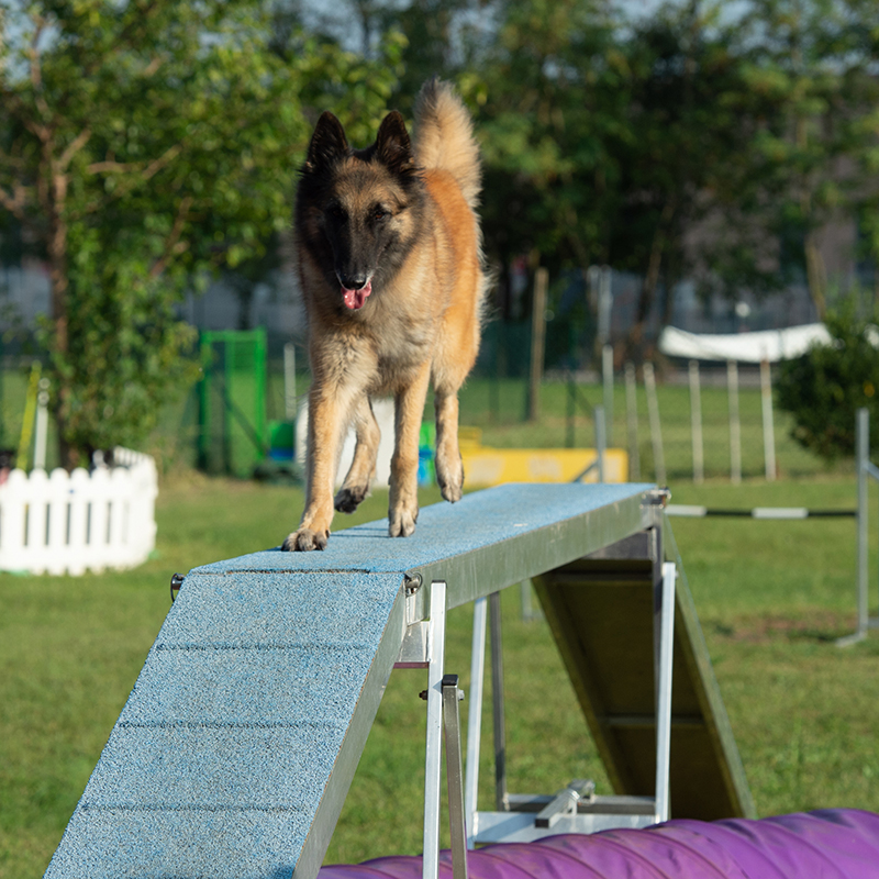 agility passerella