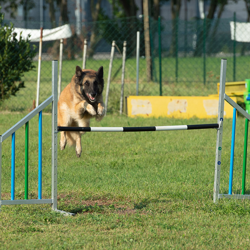 agility salto barriera