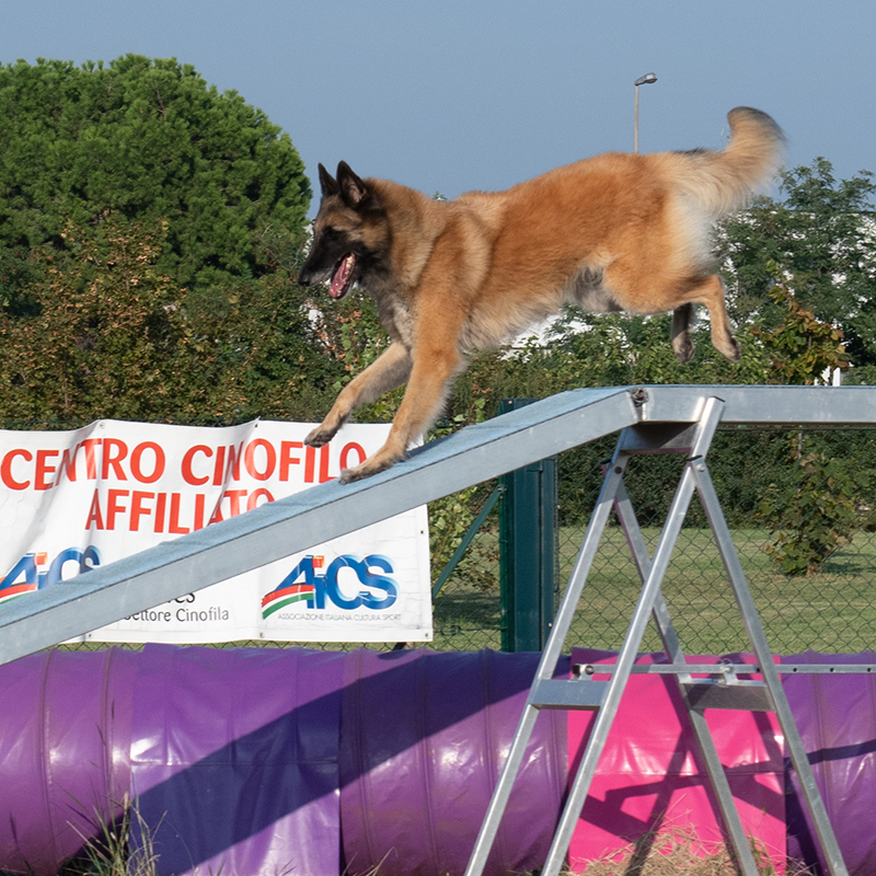 Un cane che salta su una rampa.