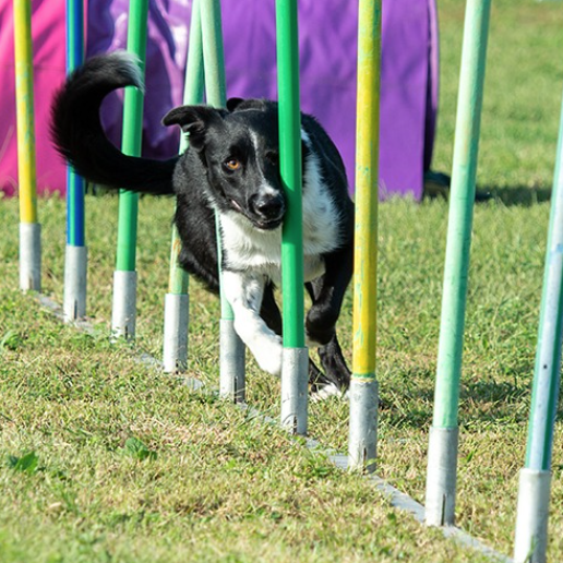 Un cane bianco e nero che corre attraverso una serie di pali.