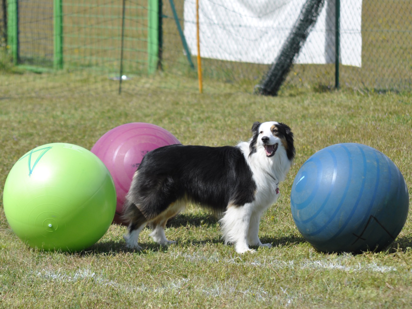 Un cane bianco e nero in piedi accanto a diverse palline colorate.