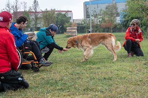 Scopri di più sull'articolo Le scuole per cani