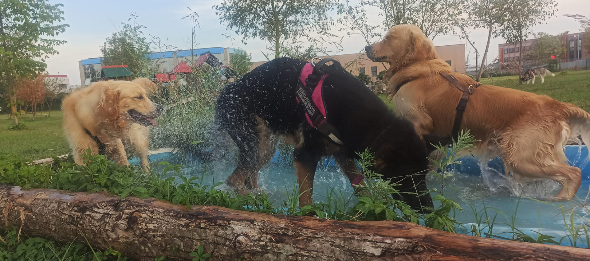 Un gruppo di cani che giocano in una fontana.