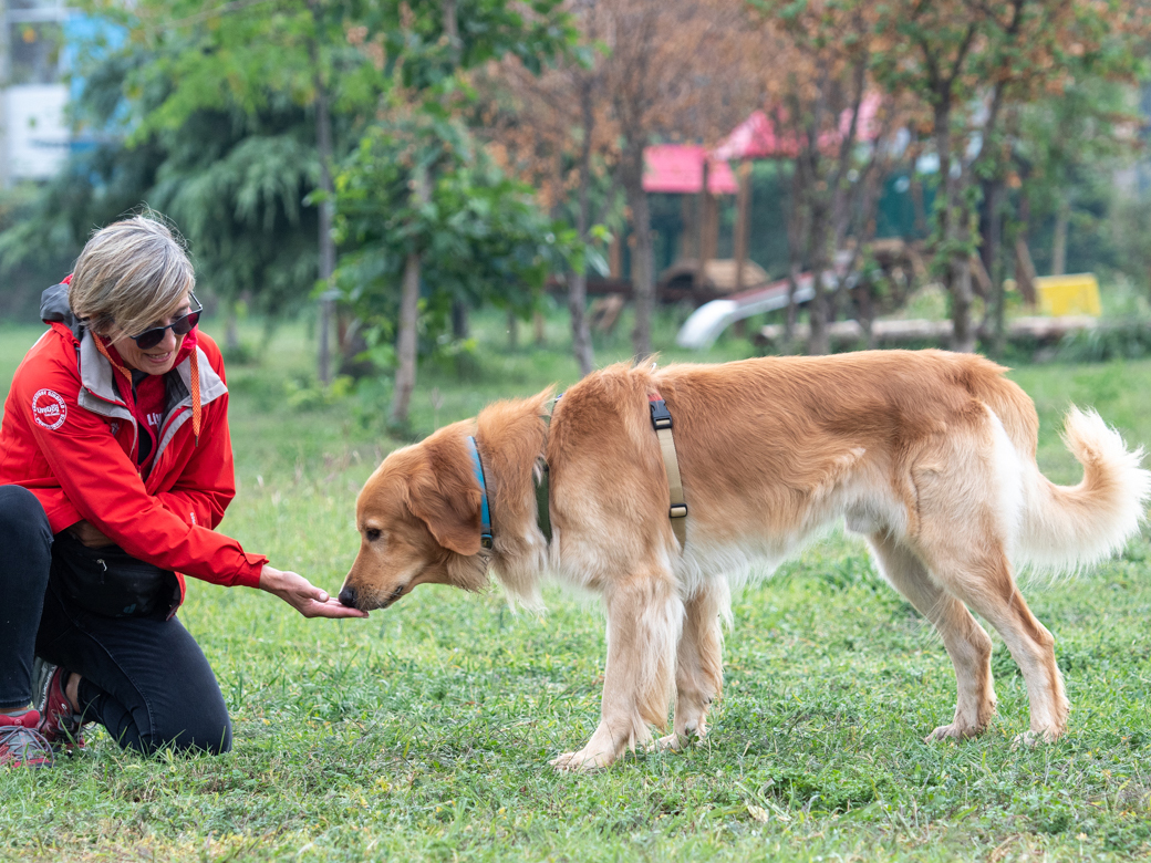 Scopri di più sull'articolo Diventa Cinofilo Professionista con la LiveDog School Verona 2023/24