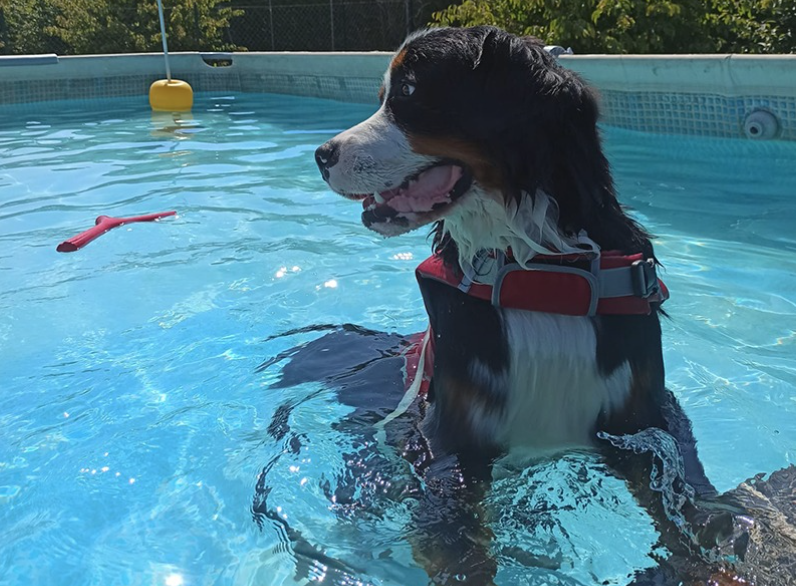 Un bovaro bernese in una piscina.