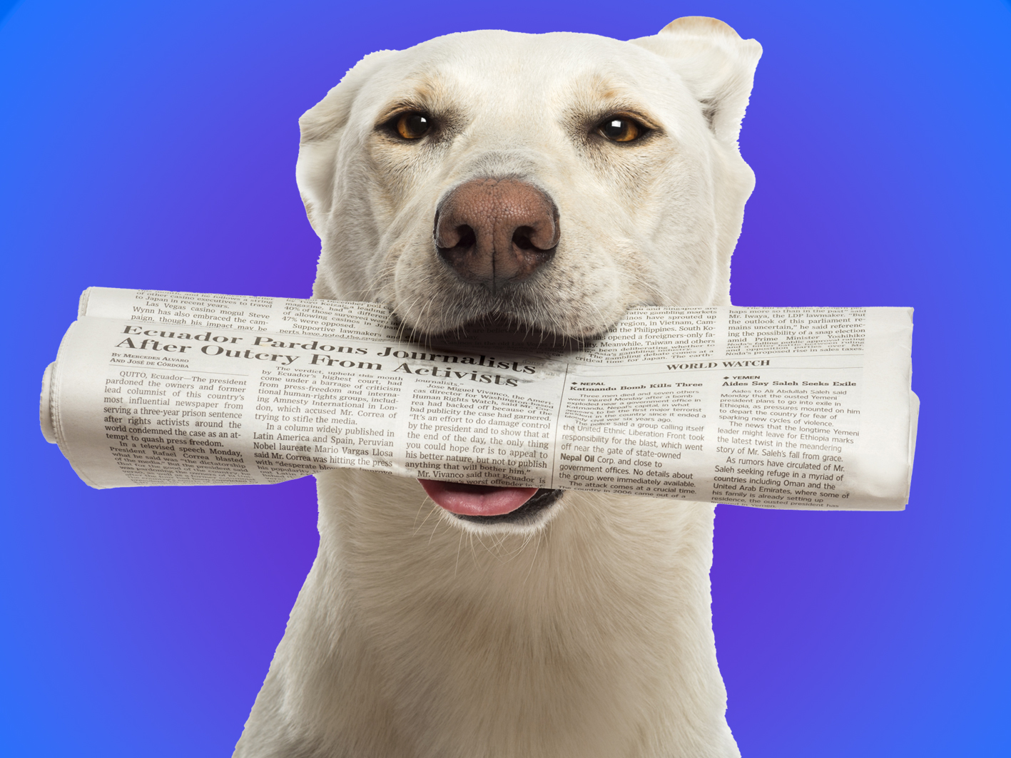 Un cane bianco con un giornale in bocca.