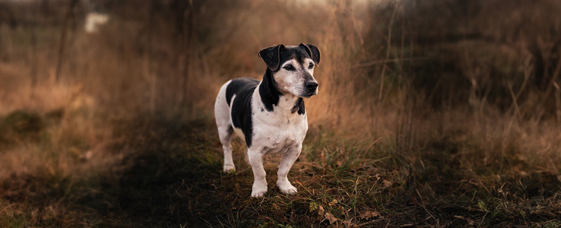 Un cane bianco e nero in piedi in un campo.