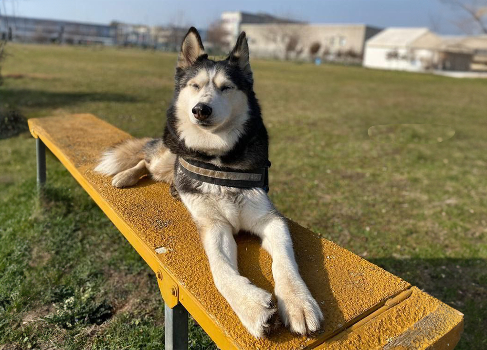 Un cane husky sdraiato su una panchina gialla.