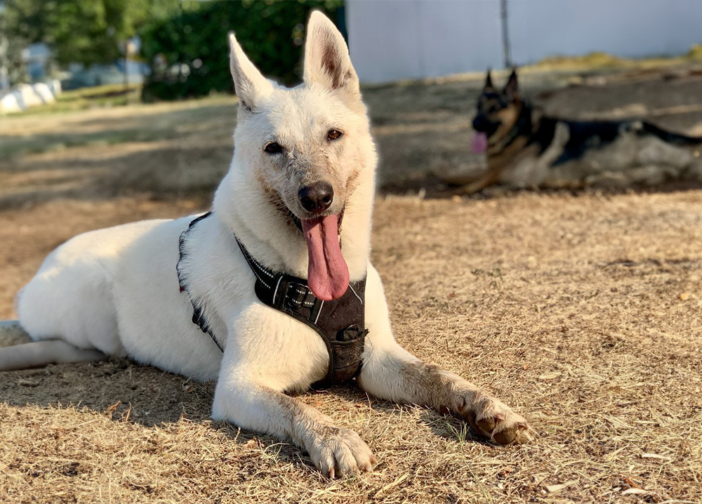 Un cane bianco steso a terra con la lingua fuori.