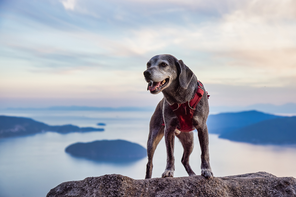Un cane grigio in piedi sulla cima di una montagna che si affaccia su un lago.