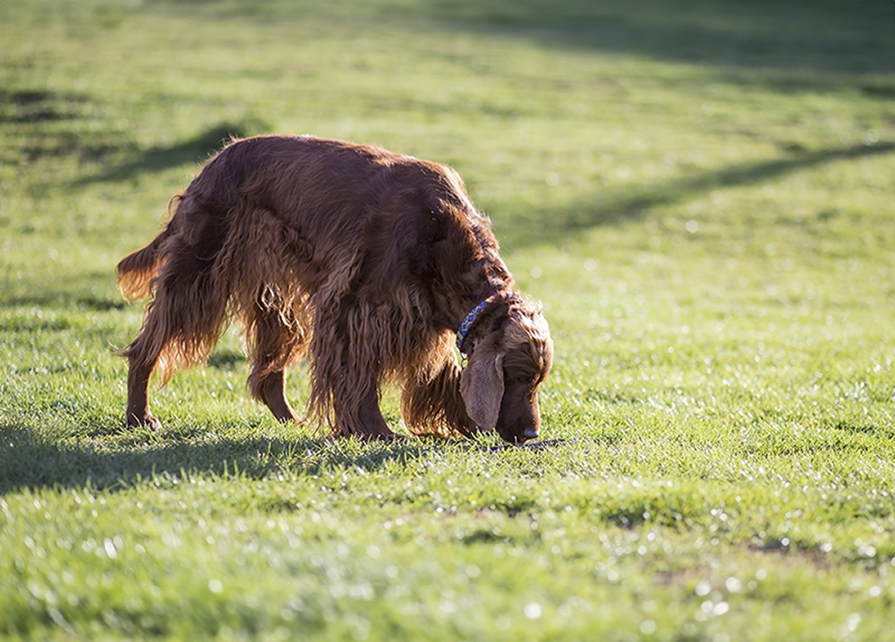 Un cane marrone mangia l'erba in un campo.
