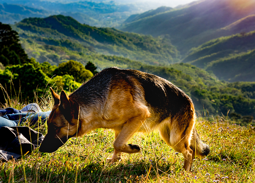 Un cane in un campo erboso.