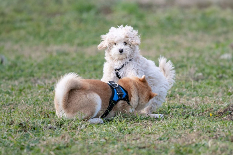 Un cane e un cane in un campo.