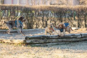 Tre cani giocano su una piattaforma di legno in un'area erbosa. Due cani indossano imbracature e uno indossa un cappotto blu. Sullo sfondo ci sono cespugli e un edificio.