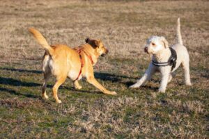 Due cani, uno marrone con una pettorina rossa e uno bianco con una pettorina nera, interagiscono giocosamente su un campo erboso.