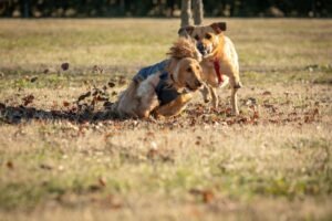Due cani giocano e corrono su un campo erboso, circondato da foglie sparse.