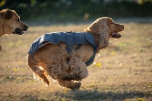 Due cani che corrono; il cane in primo piano è uno spaniel dorato con il mantello grigio.