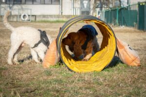 Due cani stanno giocando: un cane bianco annusa il terreno vicino a un tunnel giallo, mentre un cane marrone con lunghe orecchie si trova all'interno del tunnel su un campo erboso.