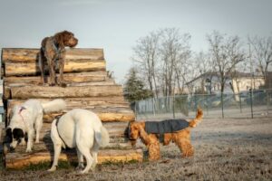 Quattro cani interagiscono ed esplorano attorno a una struttura di legno in un'area esterna erbosa. Un cane sta in cima alla struttura, mentre gli altri esplorano attorno ad essa.