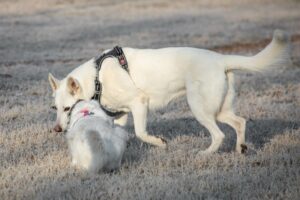 Due cani bianchi annusano il terreno su un campo ghiacciato. Il cane più grande indossa un'imbracatura, mentre quello più piccolo ha un collare rosa.
