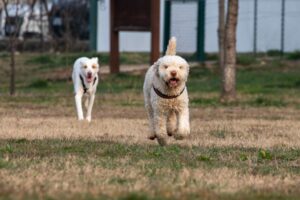 Due cani che corrono sull'erba, uno con il pelo riccio in testa e l'altro con il pelo liscio in coda, in un ambiente esterno.