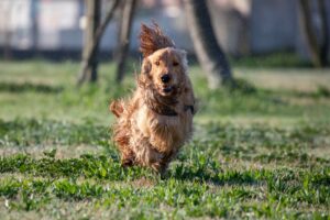 Un cocker spaniel dorato corre energicamente sull'erba, sbattendo le orecchie, sullo sfondo sfocato degli alberi.