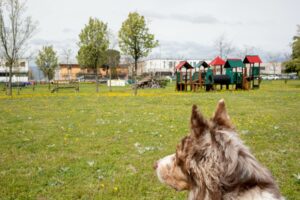 Un cane guarda attraverso un parco erboso con un parco giochi e alberi sullo sfondo.