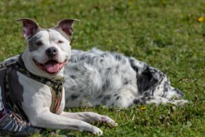 Due cani sdraiati su un campo erboso; uno è seduto e sorride rivolto direttamente alla telecamera, mentre l'altro è sdraiato e riposa.