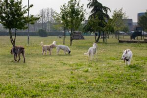 Cinque cani di razze diverse in un parco erboso, alcuni che annusano il terreno, sotto un cielo limpido con alberi sparsi.