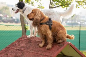 Due cani sono in piedi su una struttura di legno in un parco. Il cane bianco e nero è in piedi, mentre il cane marrone è seduto.