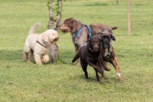 Quattro cani giocano energicamente in un campo erboso.