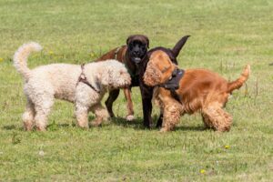 Tre cani imbracati interagiscono su un campo erboso.