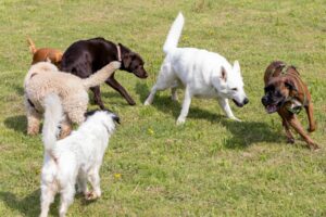 Sei cani di razze diverse giocano insieme sull'erba.