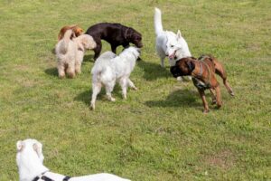 Un gruppo di sei cani di razze diverse giocano insieme su un campo erboso.