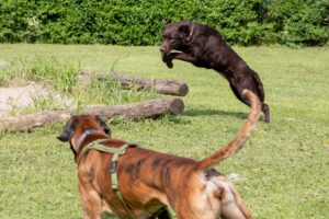 Un cane marrone salta sopra i tronchi sull'erba mentre un altro cane marrone con una pettorina lo osserva nelle vicinanze.