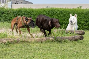 Tre cani, tra cui uno marrone, uno color cioccolato e uno bianco, giocano su un campo erboso con ostacoli di legno.