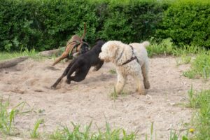 Tre cani giocano energicamente su una distesa sabbiosa, circondata dal verde.