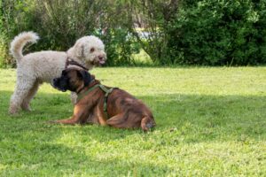 Un cane dal pelo riccio è in piedi accanto a un cane tigrato sdraiato su un campo erboso con alberi sullo sfondo.